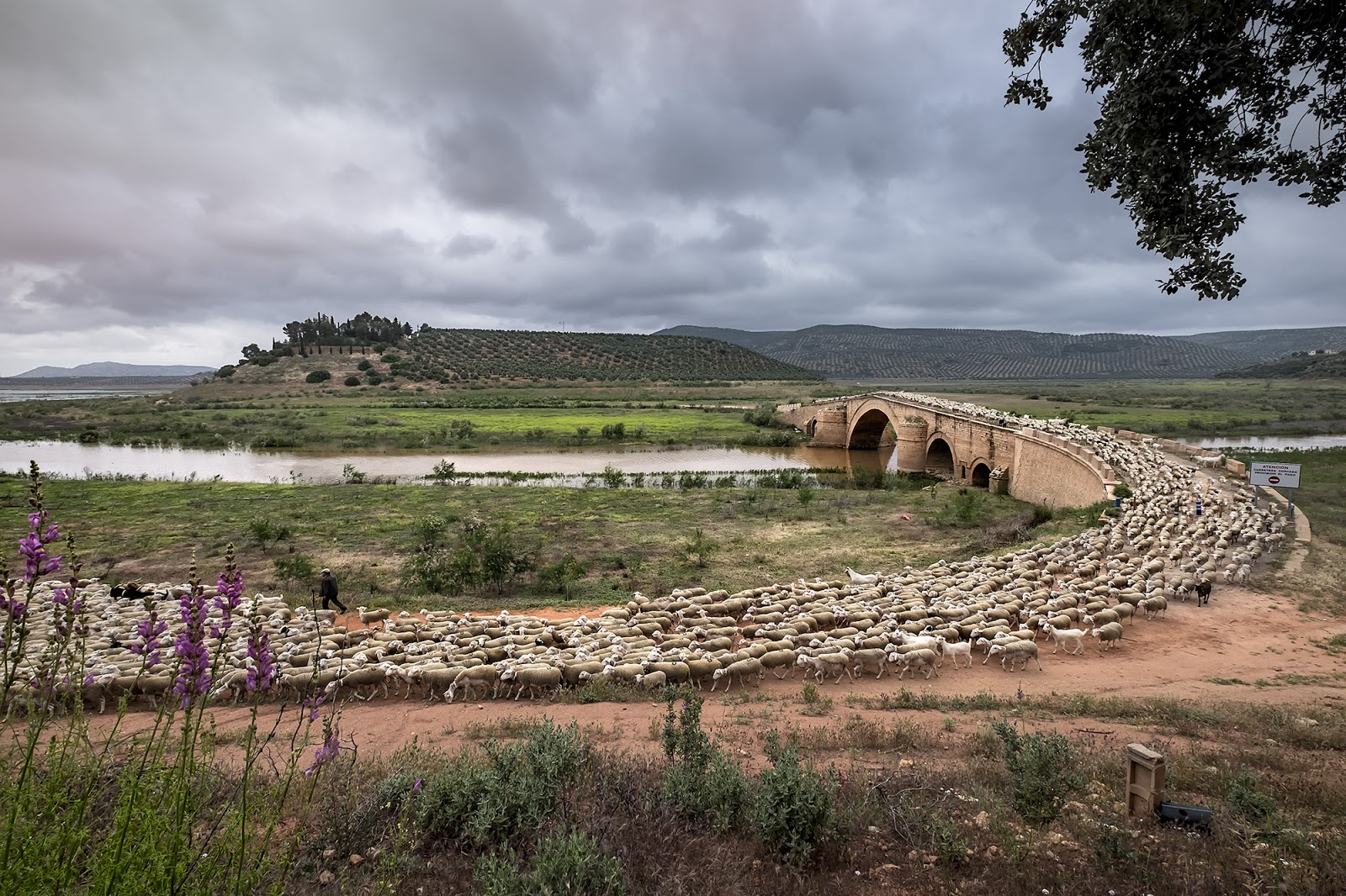 Catalina Gómez, una colegiada de Jaén, gana el primer premio del Concurso de fotografía de la OIE