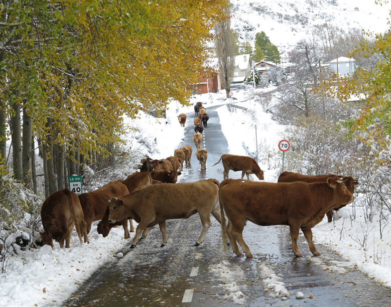 Los españoles reclaman más protección de los animales de granja