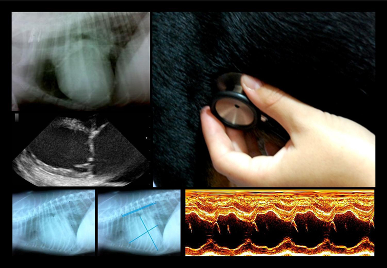 Curso on line sobre introducción a la cardiología en pequeños animales