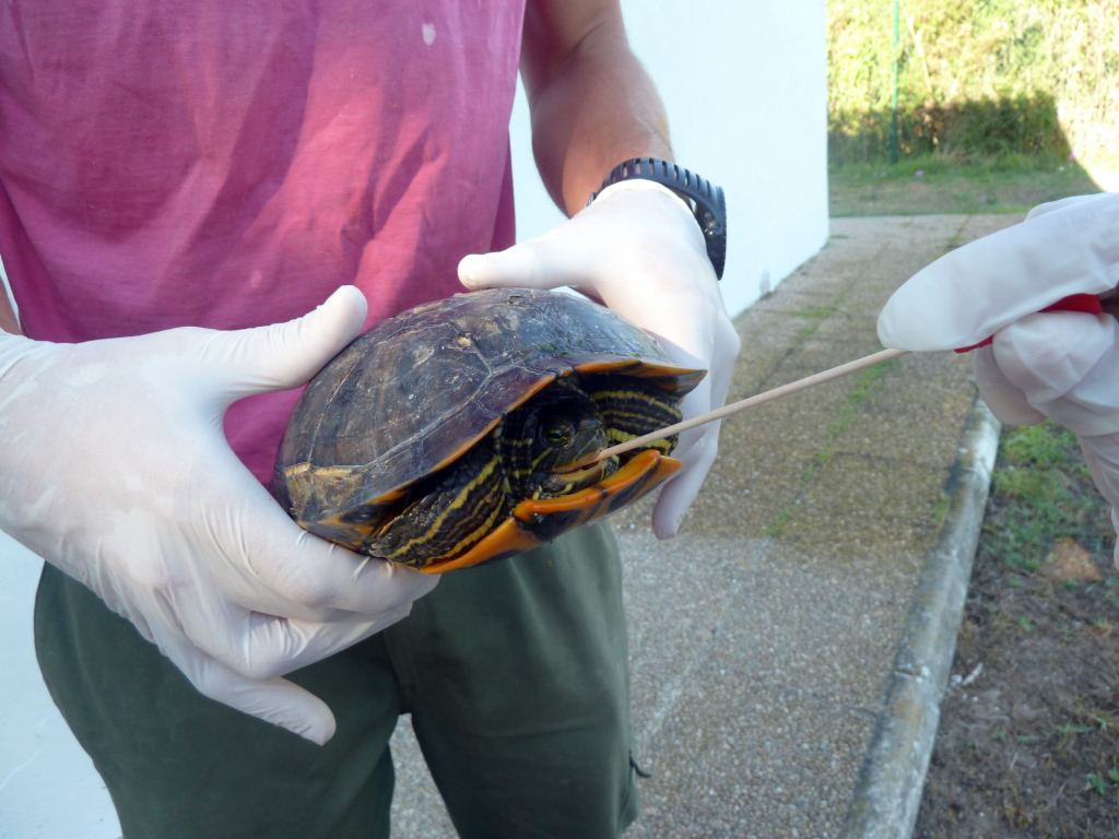 Detectada salmonella en el 30 por ciento de tortugas mascota de Valencia