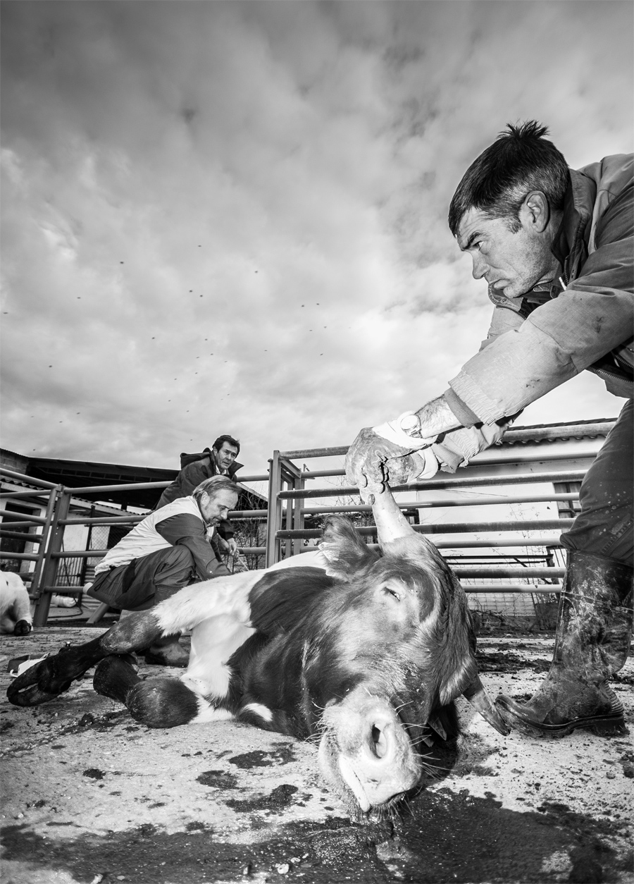 “Cirugía de Campo”, de Alfonso Ferrer, gana la segunda edición del concurso de fotografía Veterinarios en Acción