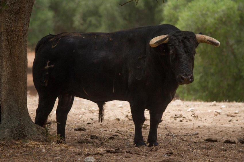 'Escalador', de Salvador Domecq, mejor toro de la Feria Taurina de San Lorenzo 2019
