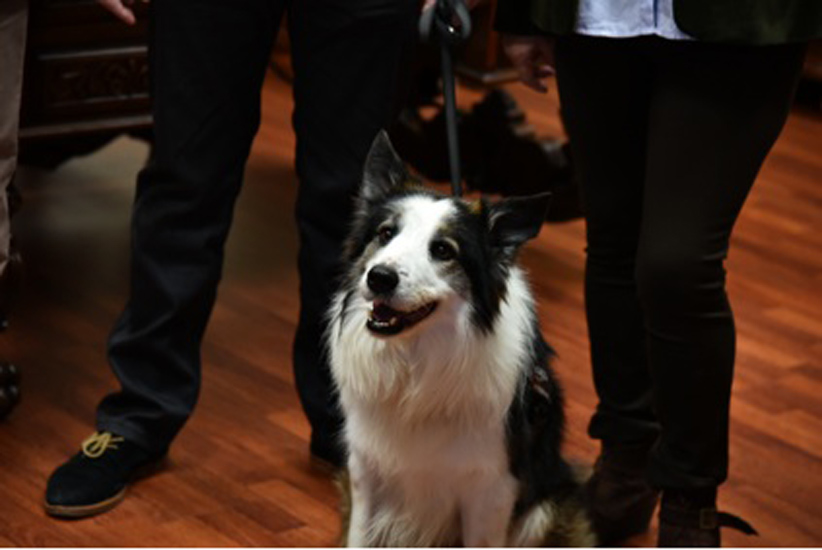 Premio ICOVZ para el perro que busca veneno y trampas en lugares públicos