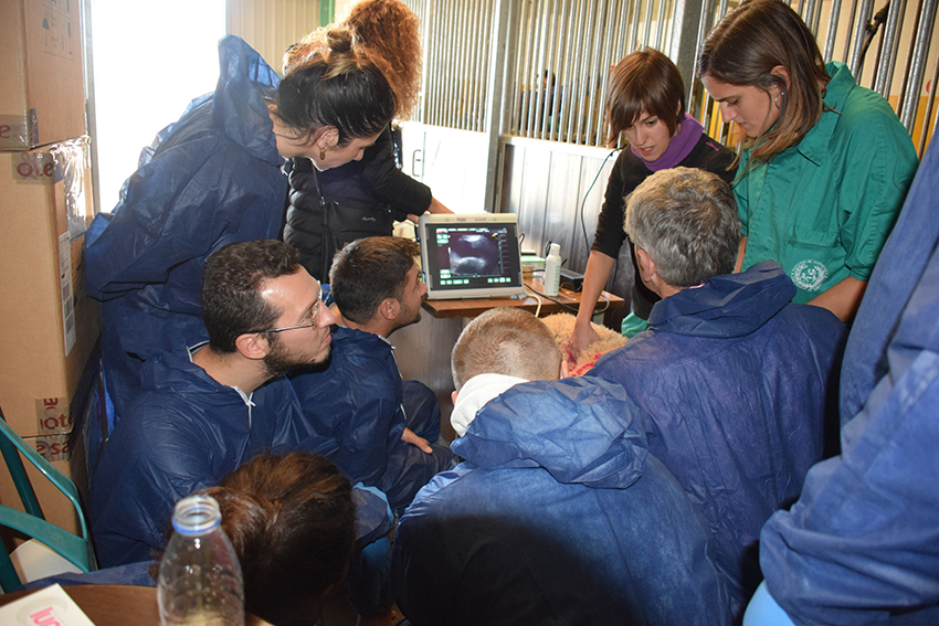 Se celebró en Zaragoza el curso de formación continuada para diplomados europeos de pequeños rumiantes