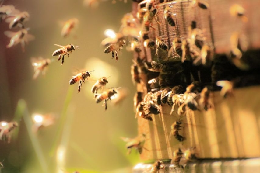 La intervención de los veterinarios en la gestión de los colmenares es crucial para evitar la extinción de las abejas 