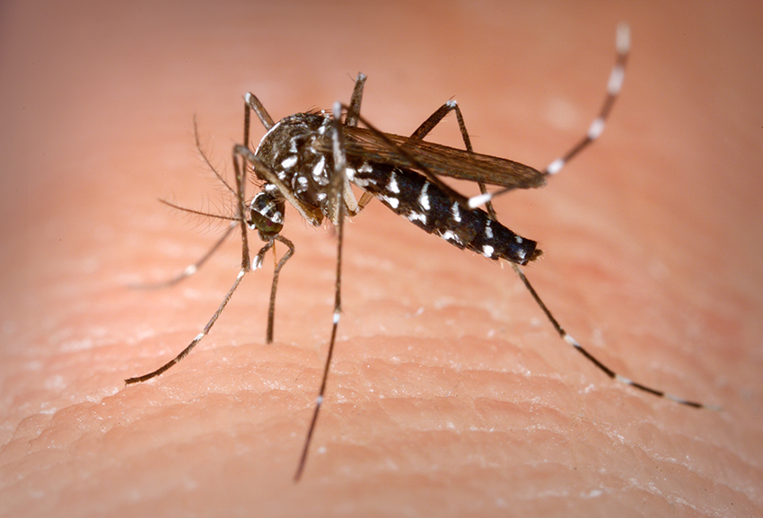 El Colegio de Badajoz pide a la Junta extremeña que cree un centro de entomología médico-veterinaria