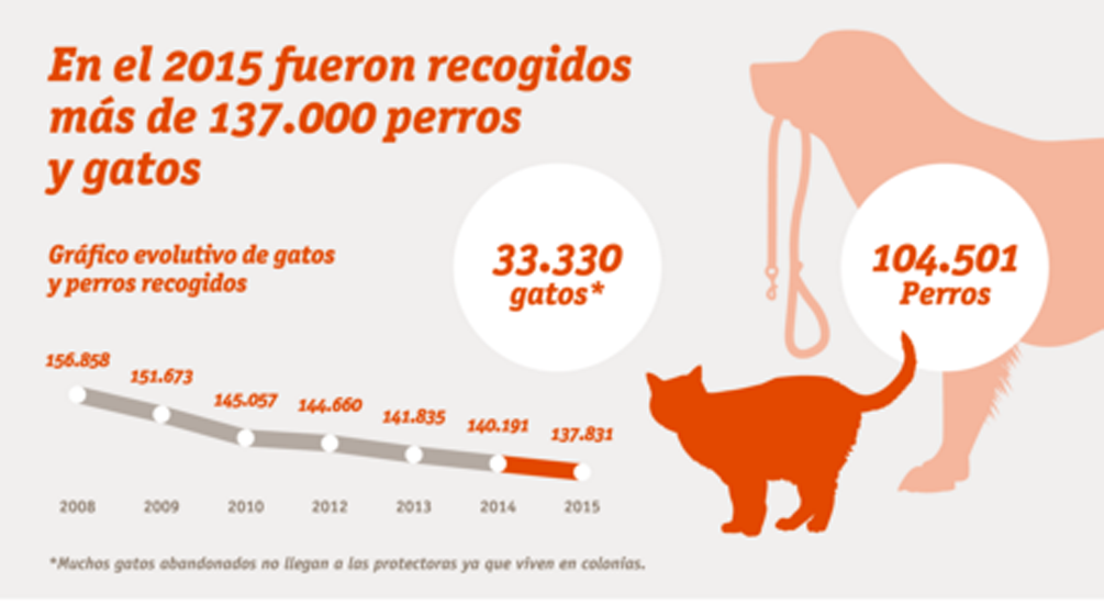 En España se recogieron 137.000 perros y gatos durante 2015