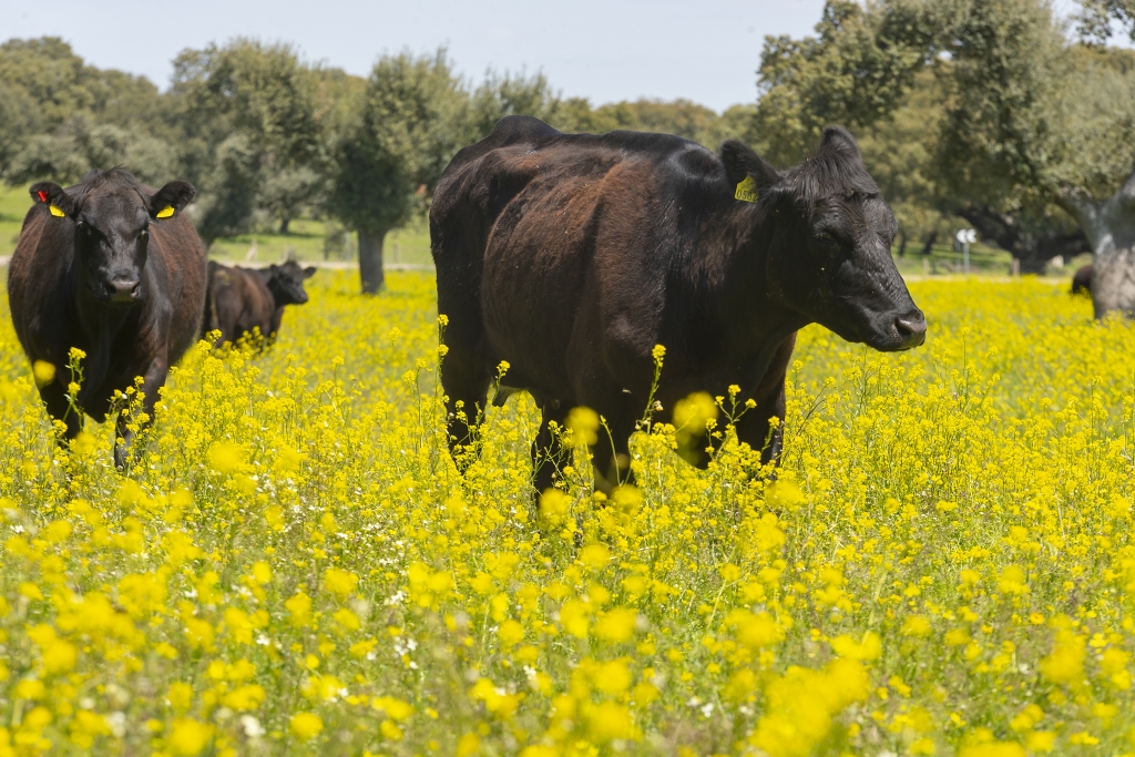 Veinticinco veterinarios de Valladolid siguen el curso sobre vacuno de carne intensivo y su valor ambiental
