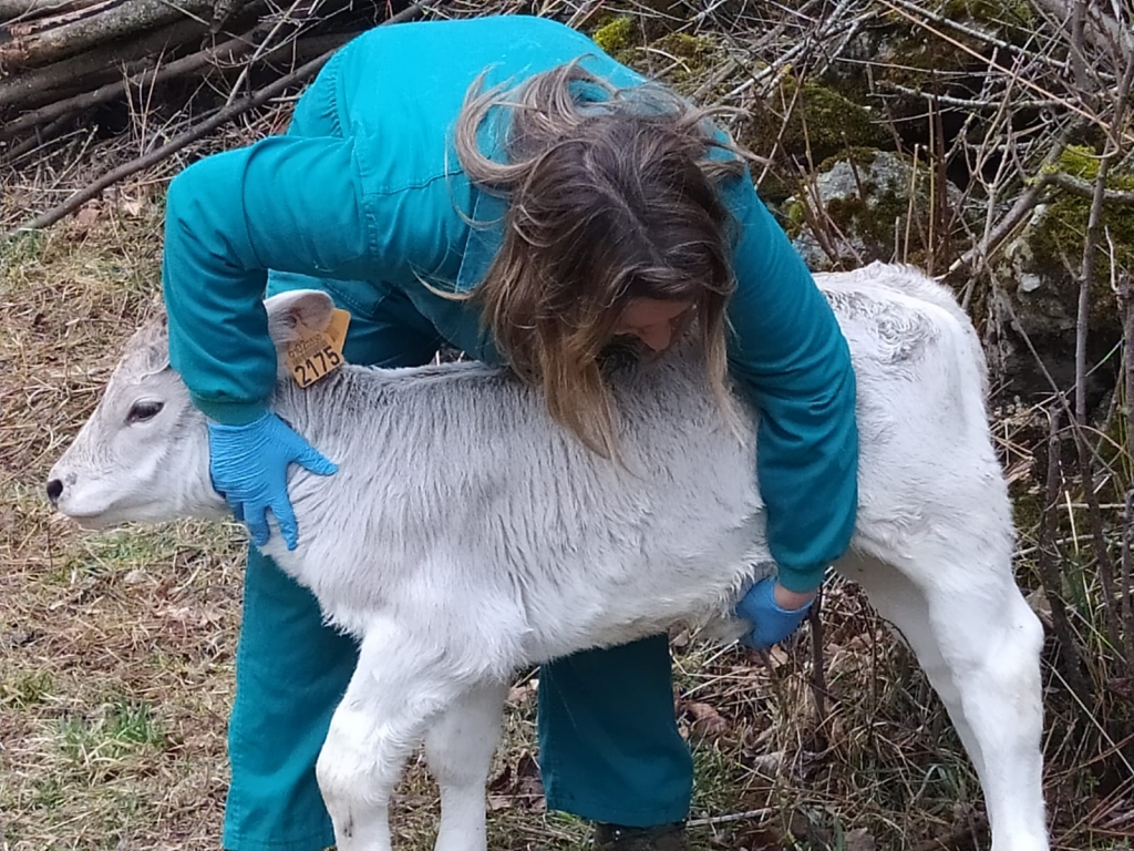 Veterinarios de Toledo señalan que ejercer en el medio rural representa uno de los ámbitos más duros y exigentes de la profesión