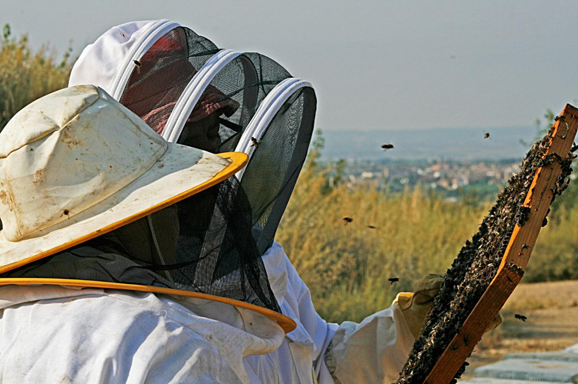 La apicultura de precisión, el comercio internacional de miel y los residuos de fitosanitarios en las colmenas centraron la V Jornada Técnica de AVESPA