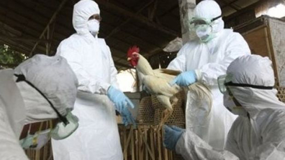 Levantadas las medidas de restricción por influenza aviar