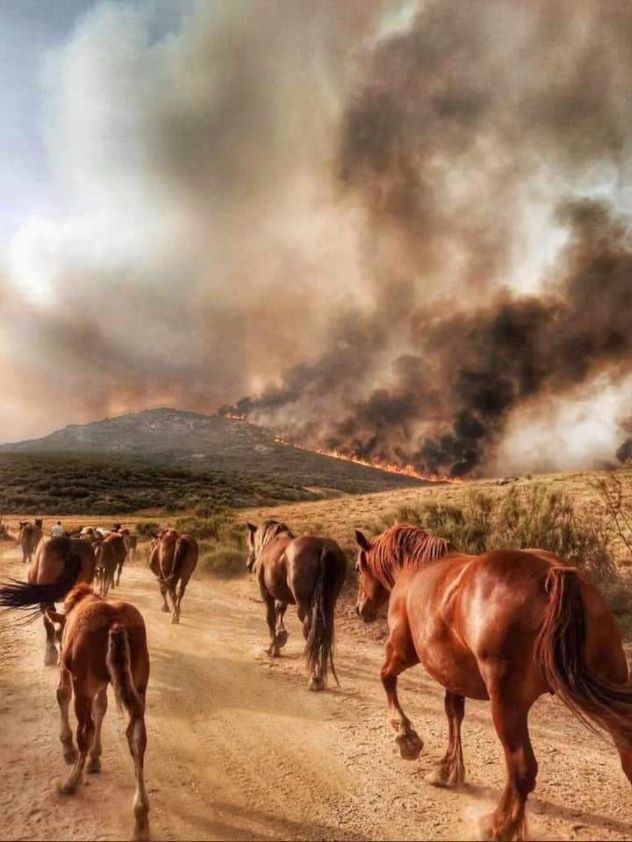 El Consejo de Veterinarios de Castilla y León pide a las administraciones un plan urgente para proporcionar agua y alimento a los animales afectados por el incendio de Ávila 