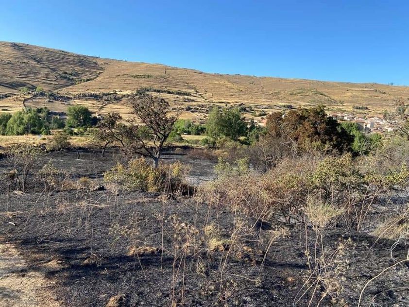 El Colegio de Veterinarios de Ávila se solidariza con los ganaderos afectados por el devastador incendio