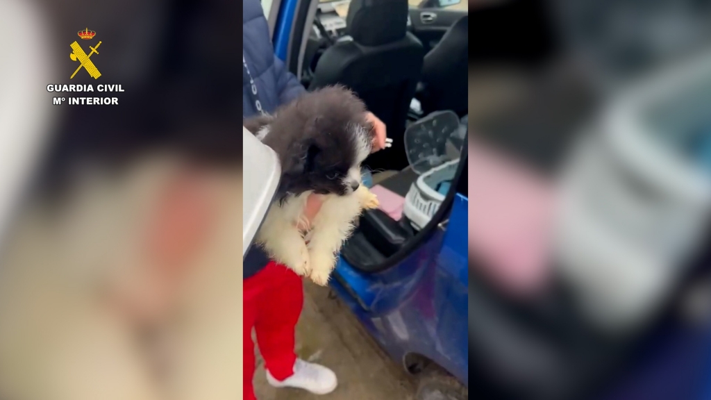 Nueve investigados tras una operaci&oacute;n contra una red de venta de cachorros en &Aacute;vila en la que ha colaborado el Colegio de Veterinarios