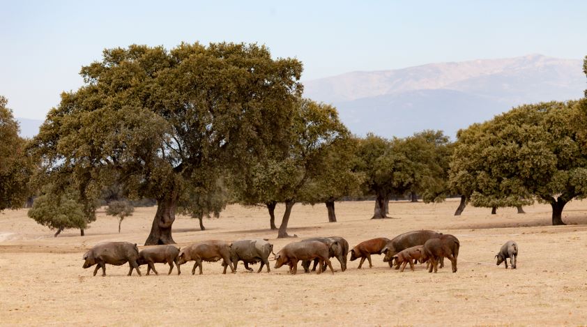 La sequía tiene un impacto sobre la producción y la sanidad animal, según recuerda el Colegio de Veterinarios de Badajoz