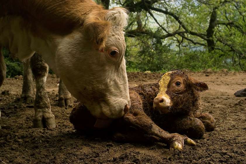 El Colegio de Huesca reivindica a los veterinarios en el ámbito ganadero, sector con gran peso socioeconómico en muchas zonas de España