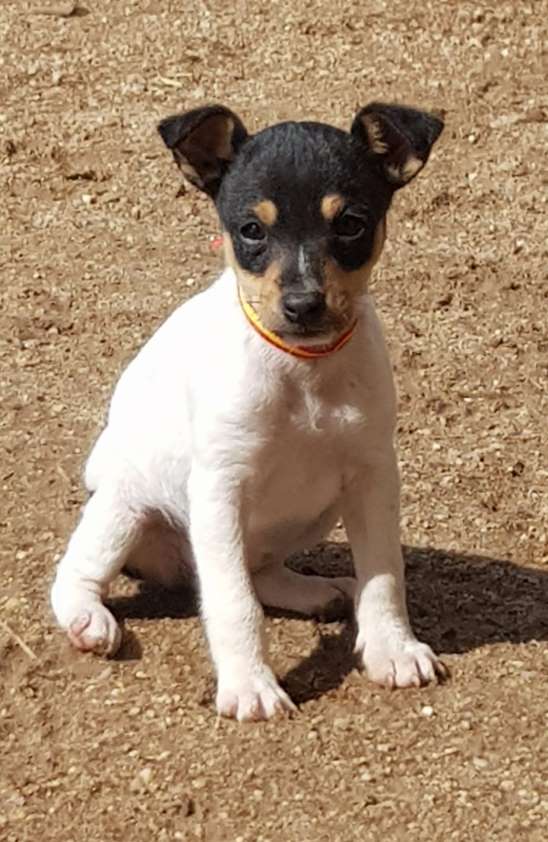 La Comunidad Valenciana tiene un perro por cada 5,18 habitantes, frente al promedio nacional de un can por cada 3,7 personas