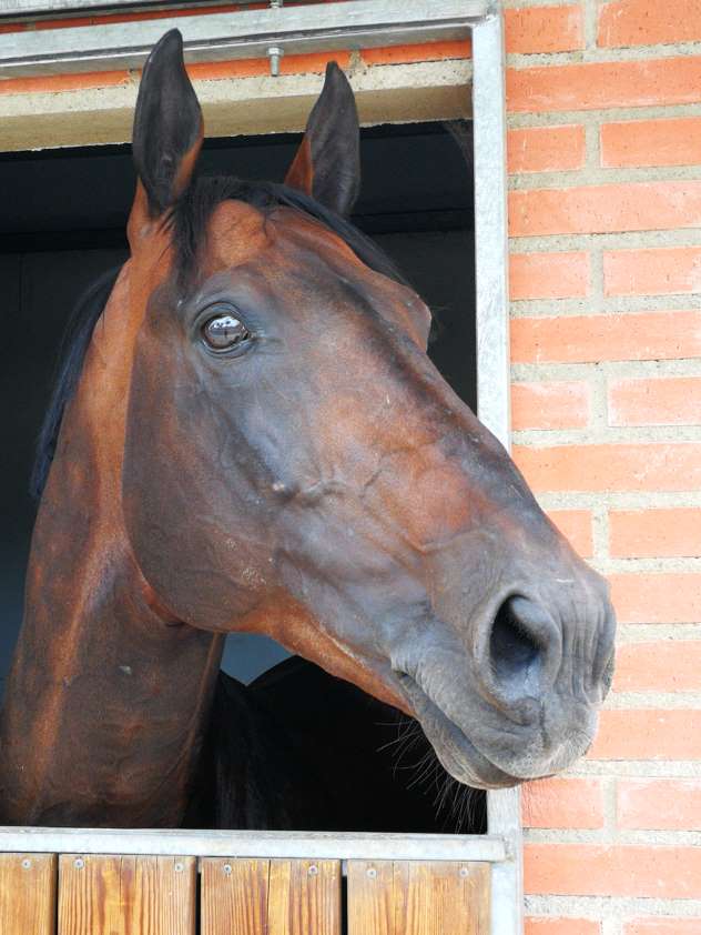 AVEE recuerda que los caballos afectados por el virus del Nilo no pueden contagiar a otros équidos ni a personas