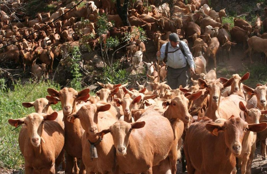 Veterinarios de Málaga apuestan por los pequeños mataderos como opción adecuada para el sacrificio de ganado ovino y caprino, por razones de bienestar y sostenibilidad