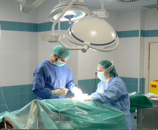 XXI Congreso de la Sociedad Española de Cirugía Veterinaria (Secive)