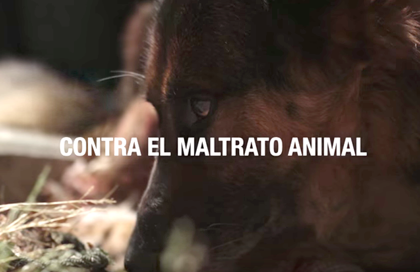 Campaña de la Guardia Civil contra el maltrato animal