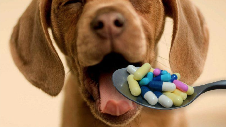 El Colegio de  Almería celebrará  la Jornada ‘Los Veterinarios Clínicos ante la resistencia a antimicrobianos’