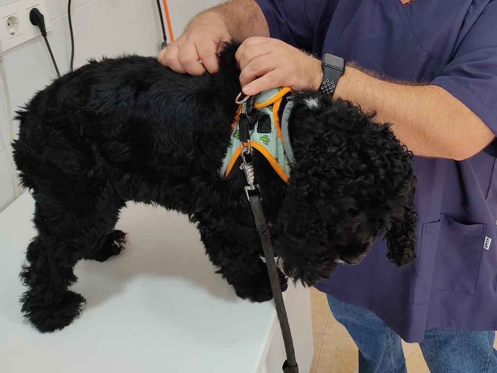 La profesi&oacute;n veterinaria reclama a Hacienda una fiscalidad proporcionada en la atenci&oacute;n animal por su impacto en la salud p&uacute;blica