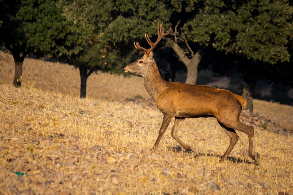 La propagación de la EHE en España guarda relación directa con el aumento poblacional de la fauna silvestre y la sequía