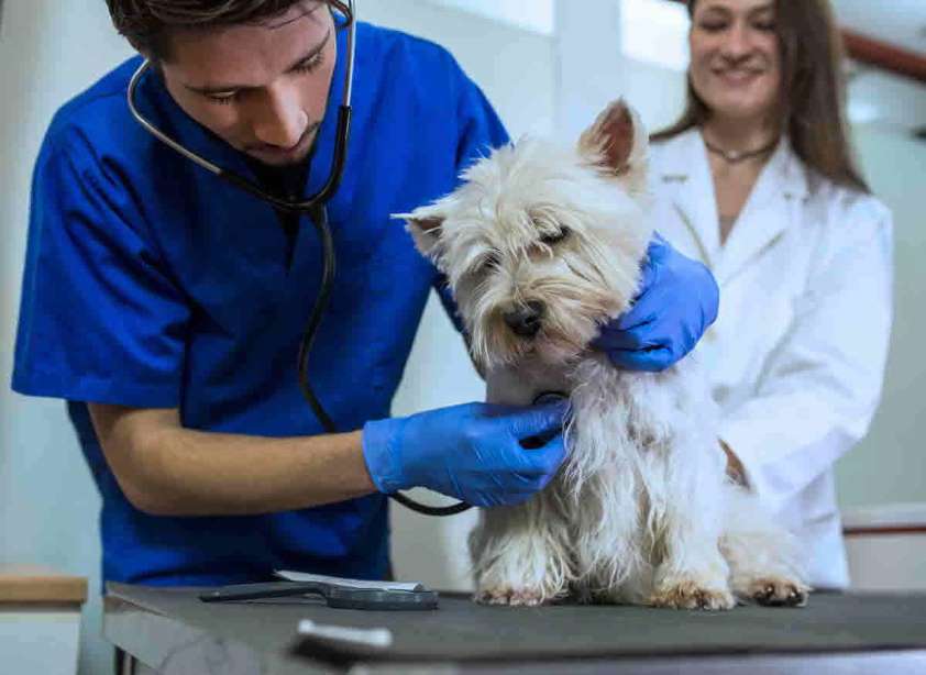 El Colegio de Cádiz realiza un estudio sobre violencia hacia los veterinarios en el desempeño de su tarea profesional