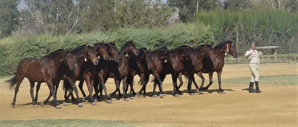 Jerez y Sanlúcar acogerán en octubre el XXVII Congreso Nacional y XVIII Congreso Iberoamericano de Historia de la Veterinaria 