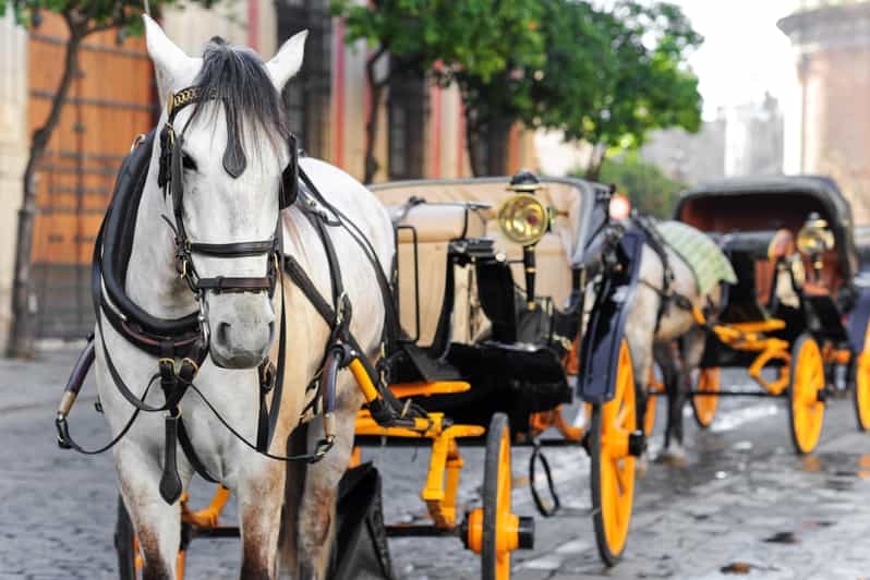 El Colegio de Málaga recuerda que el uso de caballos en tiro urbano se puede desarrollar siempre y cuando se cumplan unos requisitos de bienestar