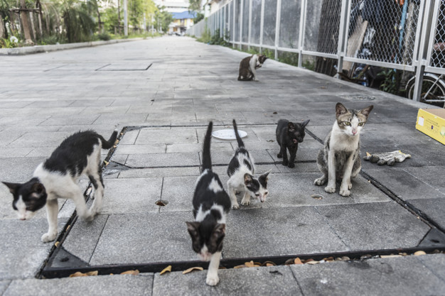 El seminario sobre colonias felinas constata el peligro para la salud pública que supone su falta de control