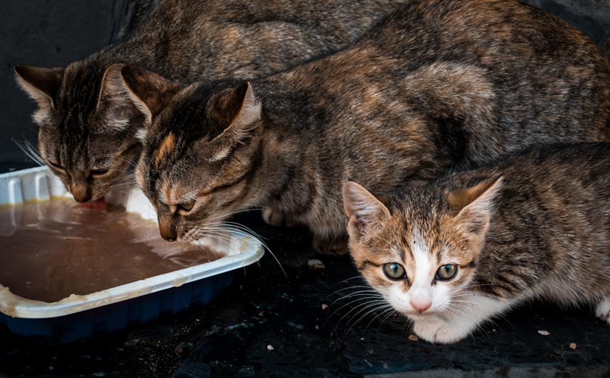 El Colegio de Veterinarios de Almería, pieza clave en el control de colonias de gatos ferales de la ciudad