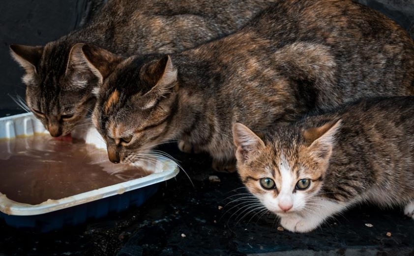 El Ayuntamiento de Badalona, el Consejo de Colegios Veterinarios de Cataluña y el Colegio de Veterinarios de Barcelona suscriben un convenio para la protección de animales de compañía