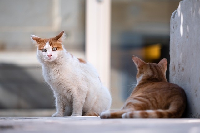 Más de 120 veterinarios de la provincia de Málaga, preparados para desarrollar el método CER en colonias felinas