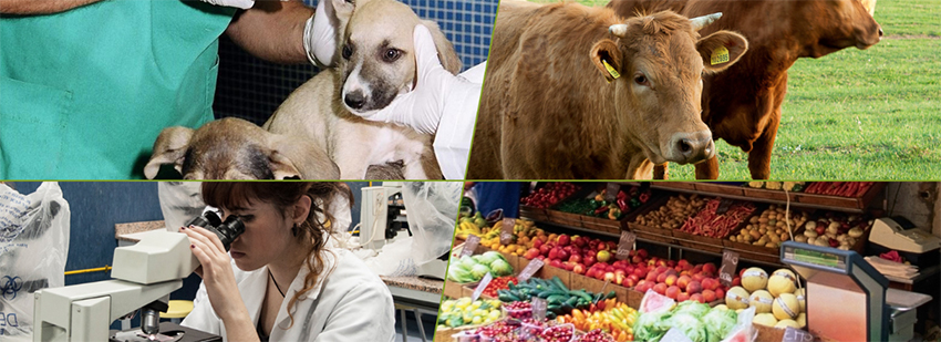 Colegiados y profesores apuestan por la industria alimentaria como el sector con más posibilidades de empleo en el futuro