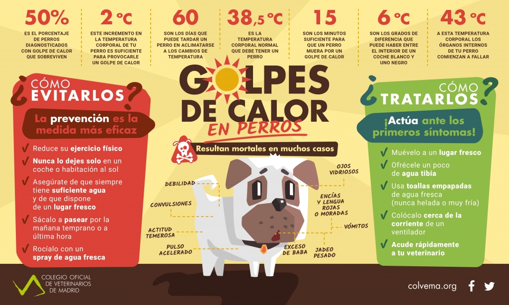 El Colegio de Madrid ofrece una serie de recomendaciones para prevenir golpes de calor en perros