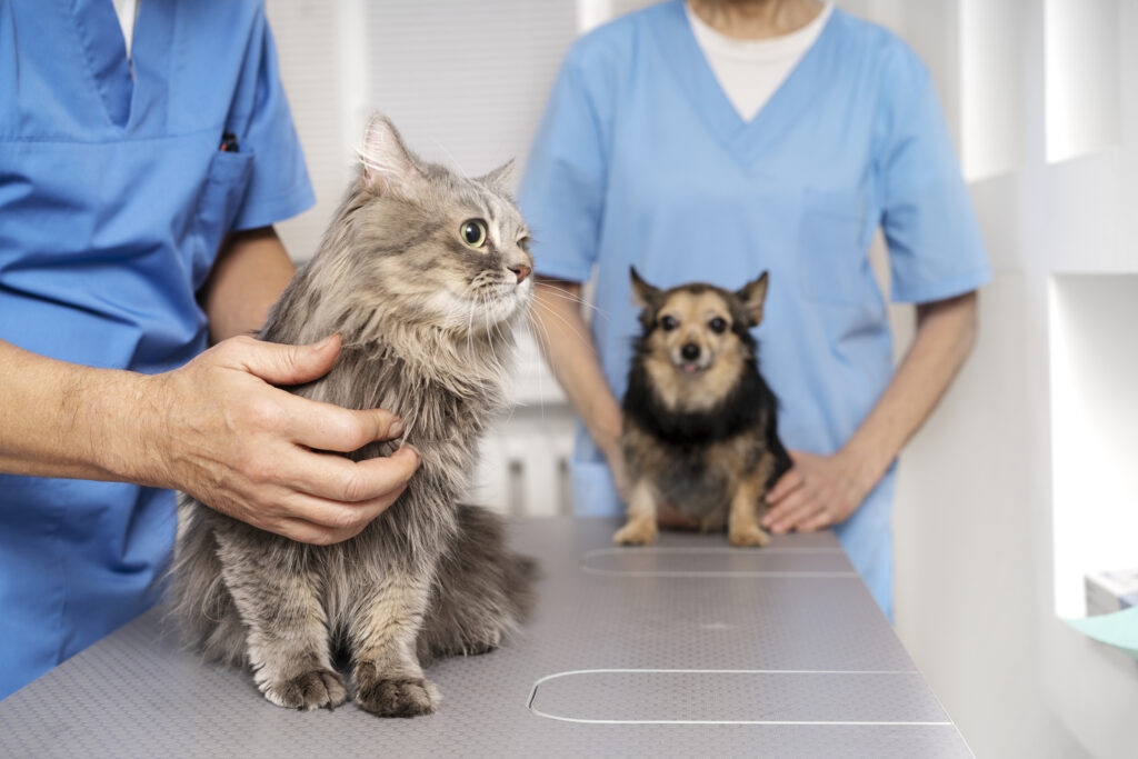 El Consejo Andaluz solicita una deducción de los gastos veterinarios en la declaración de la renta de los contribuyentes de esta comunidad
