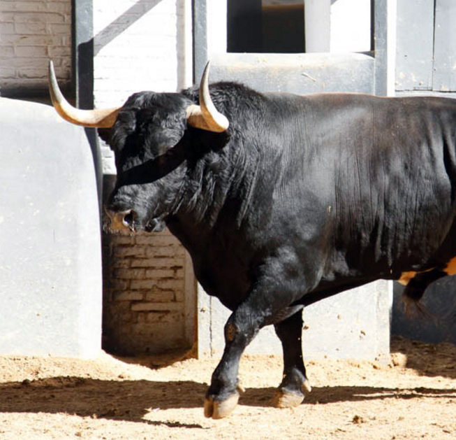 “Coquinero”, premio del Consejo General al mejor toro de la Feria de San Isidro