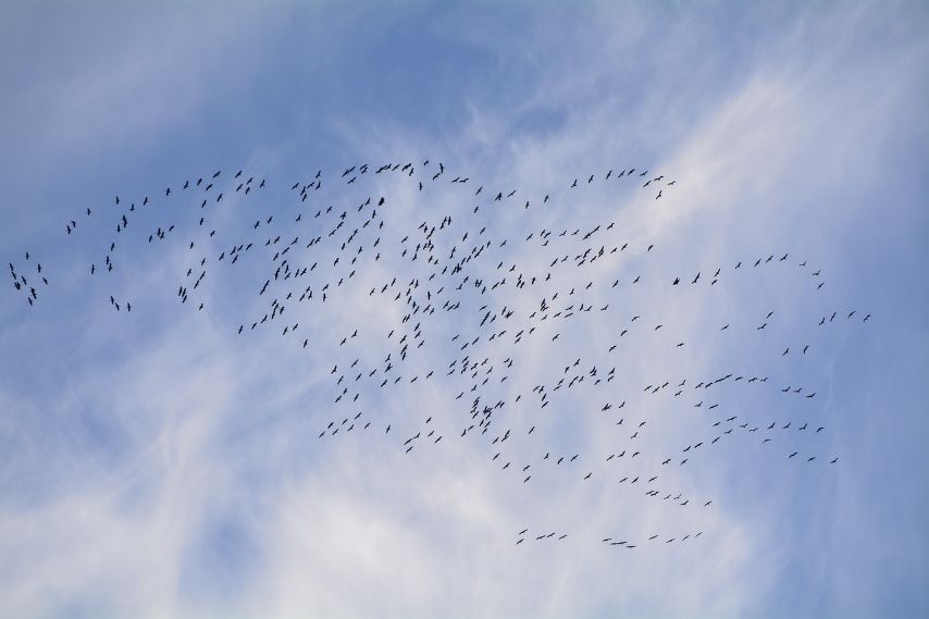 El trabajo de los veterinarios mantiene en Toledo ecosistemas estratégicos para las aves migratorias