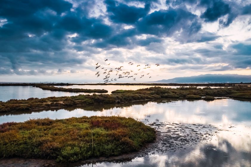 Los veterinarios controlan los movimientos migratorios de aves, una de las principales causas de transmisión y expansión de enfermedades