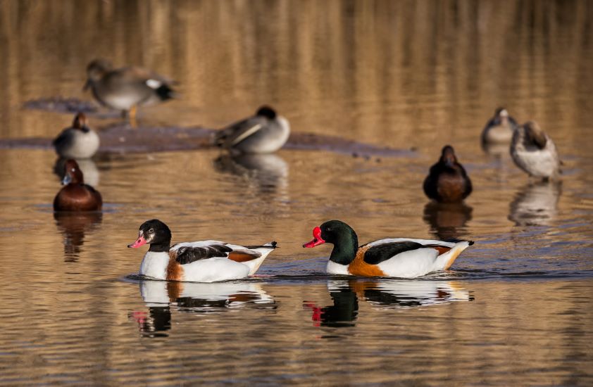 Los veterinarios preservan la fauna y flora en las 200.000 hectáreas de espacios protegidos de Castilla-La Mancha