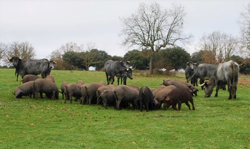 El seminario web sobre los efectos del Brexit en el ejercicio de la profesión veterinaria y la comercialización de alimentos suscita gran interés