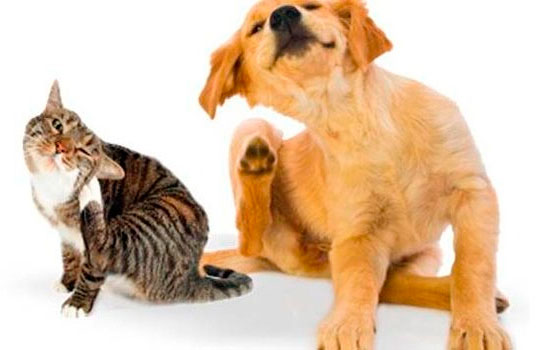 Curso de actualización en dermatología de animales de compañía (4ª edición)