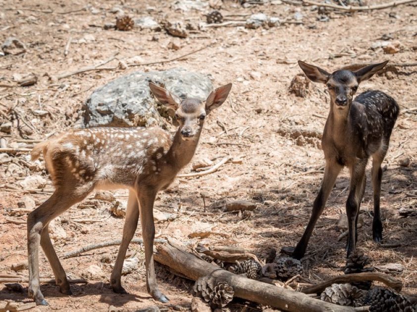 La OCV advierte de que la pérdida de biodiversidad incrementa el riesgo de emergencia y reemergencia de enfermedades zoonósicas