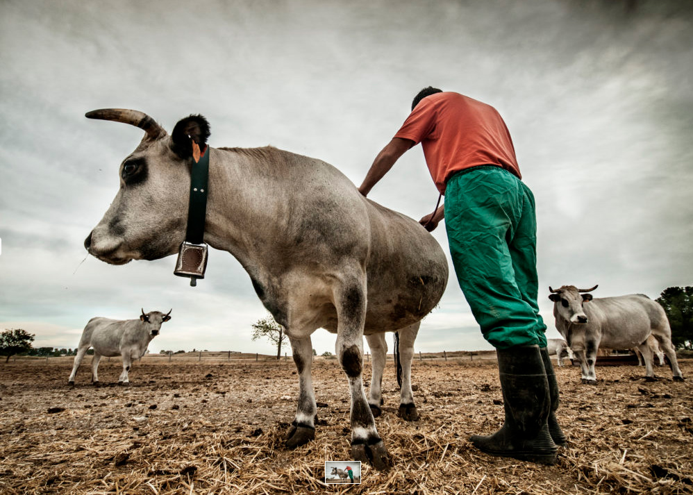 Ferrer Yus gana el Premio Europa 2017 de fotografía de la OIE