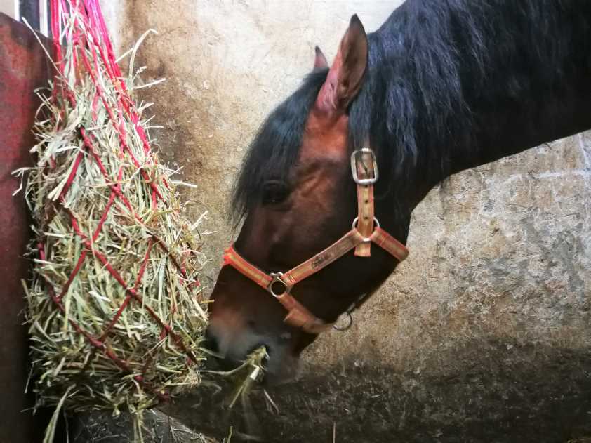 AVEE difunde una serie de recomendaciones para asegurar el bienestar de los équidos durante el estado de alarma