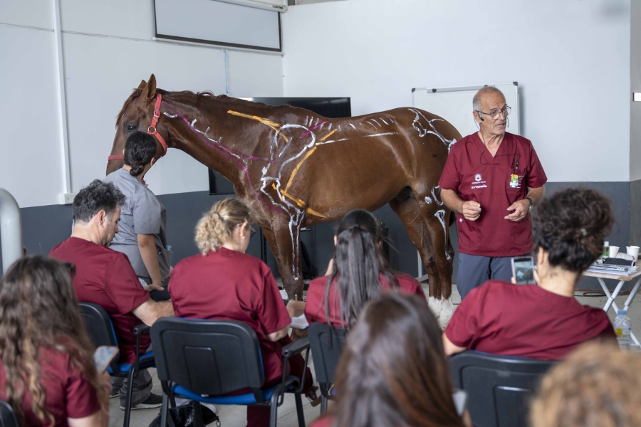 Más de 50 veterinarios se dan cita en Córdoba para recibir formación continua y especializada en Fisioterapia y Rehabilitación Equinas 
