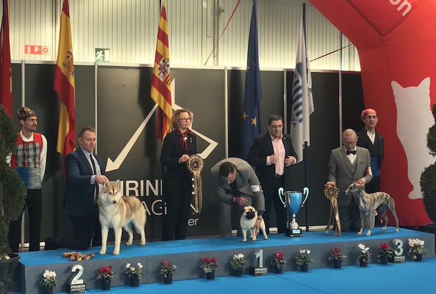El Colegio de Zaragoza entregó el premio al mejor ejemplar joven de la XXXIX Exposición Canina Internacional