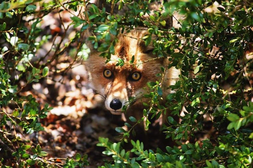 La OCV, presente con un stand virtual en el Congreso Internacional sobre Salud de la Fauna Silvestre que comienza hoy en Cuenca